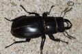 Lucanus tetraodon